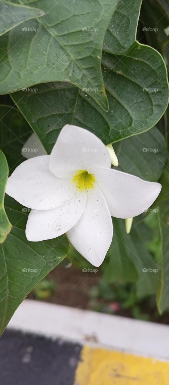 White flower