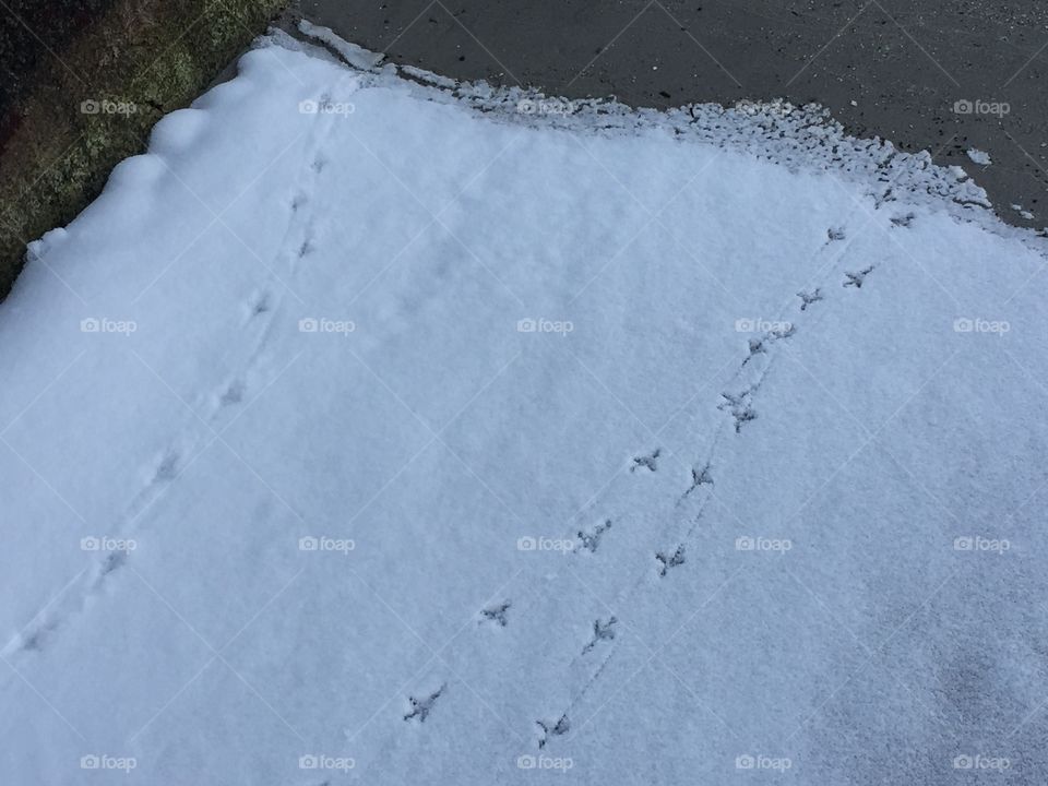 Close-up of snow on road track