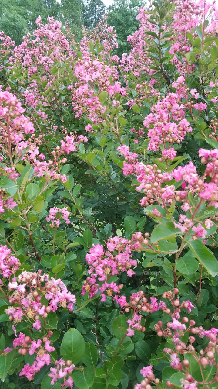 pink flowers