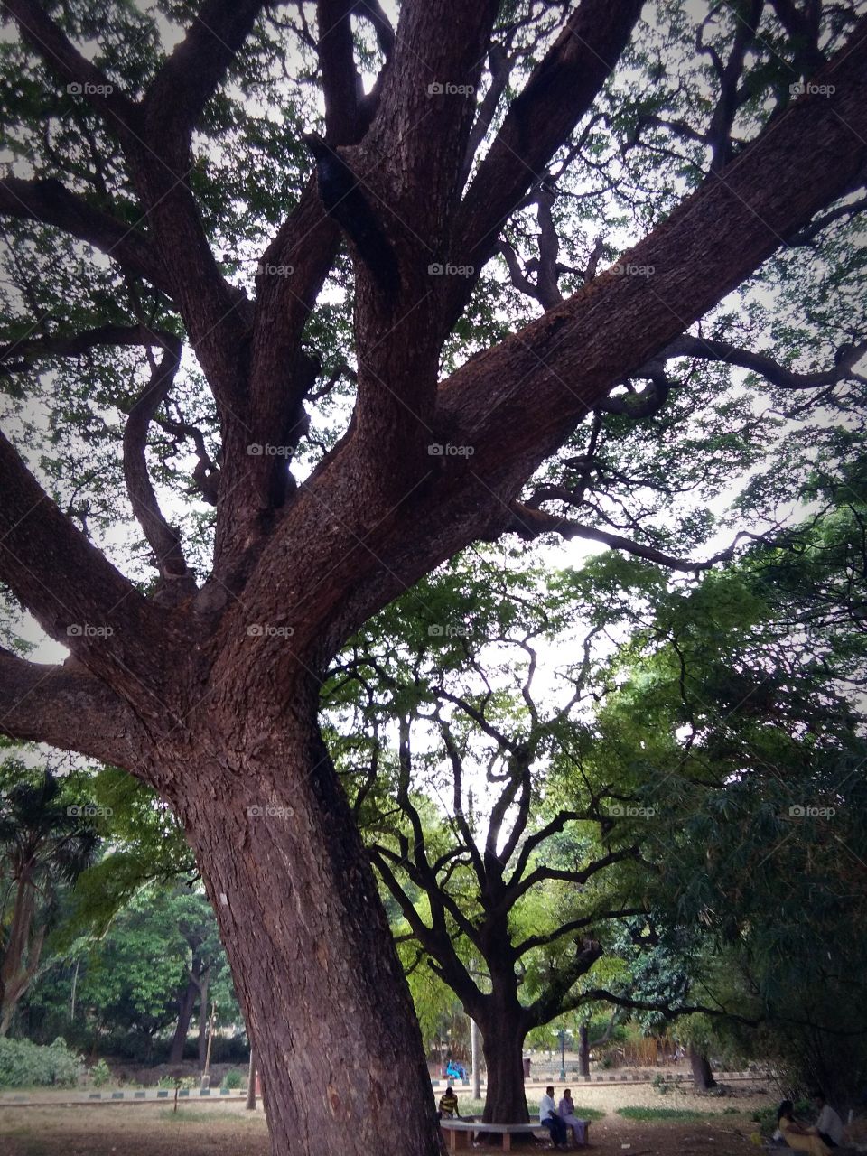 tree