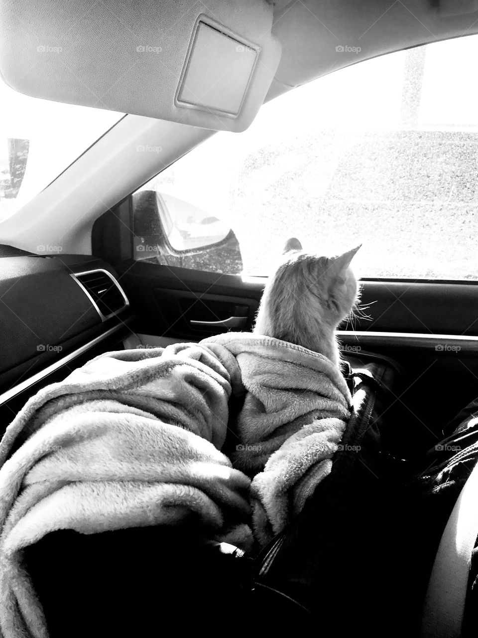 Adorable black and white photo of orange tabby cat looking out of car window during ride! 