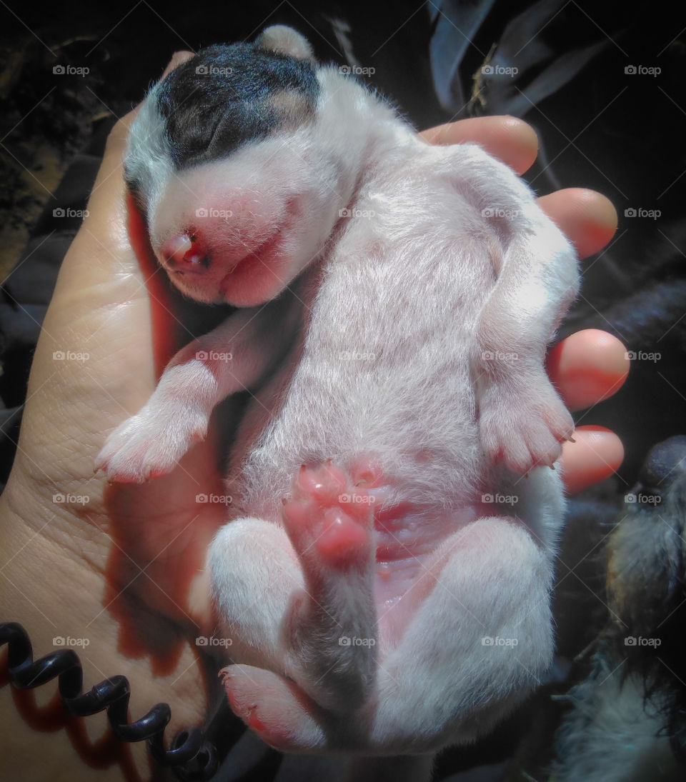 newborn puppy