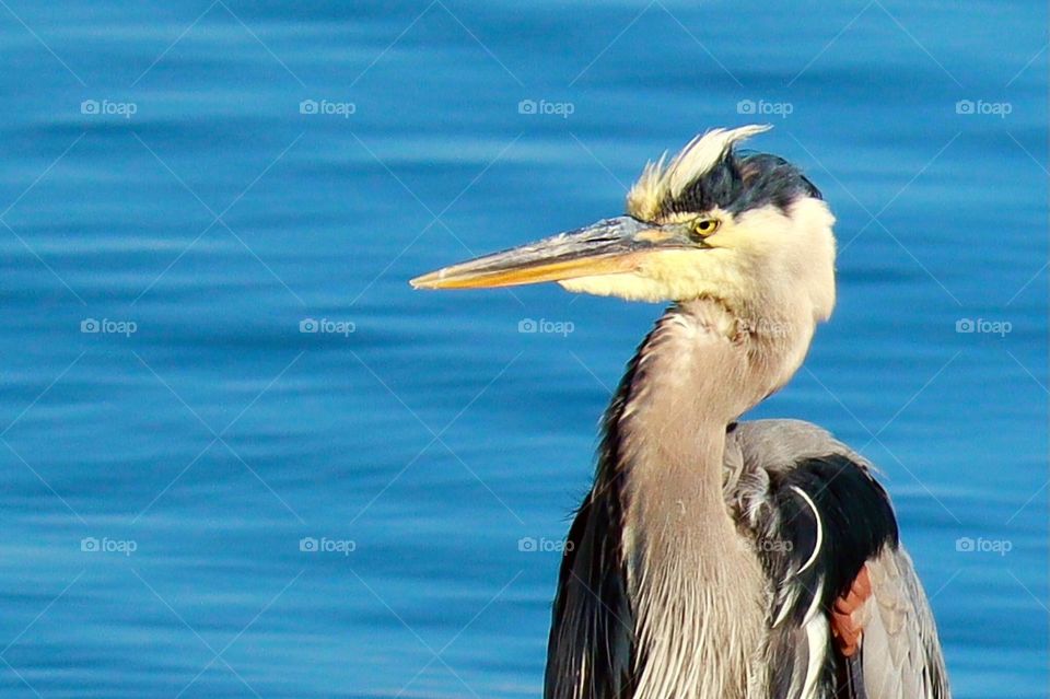 A striking blue heron stands on the shore near Commencement Bay, Tacoma. Washington State 