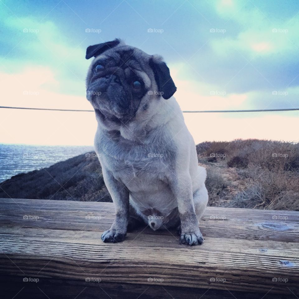 Pug at Sunset