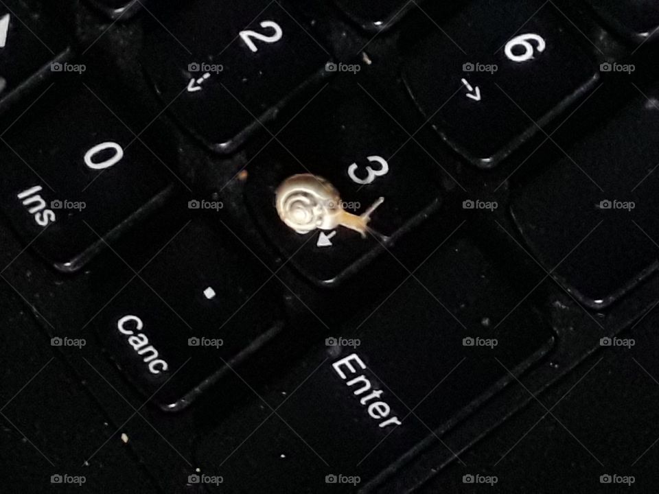 a little snail on my computer