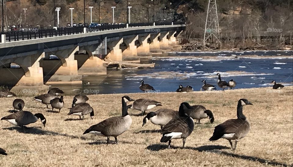 Cold geese