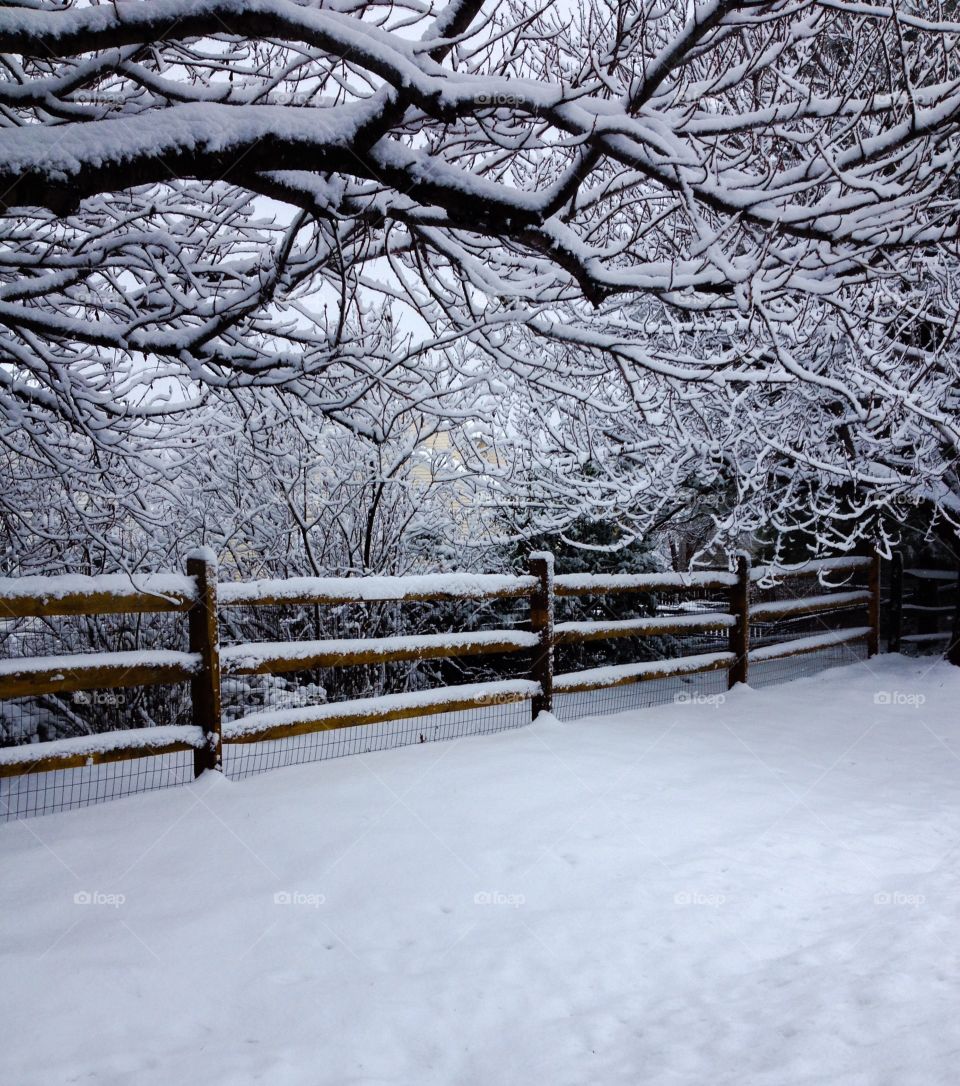 Newly fallen snow , Maryland 