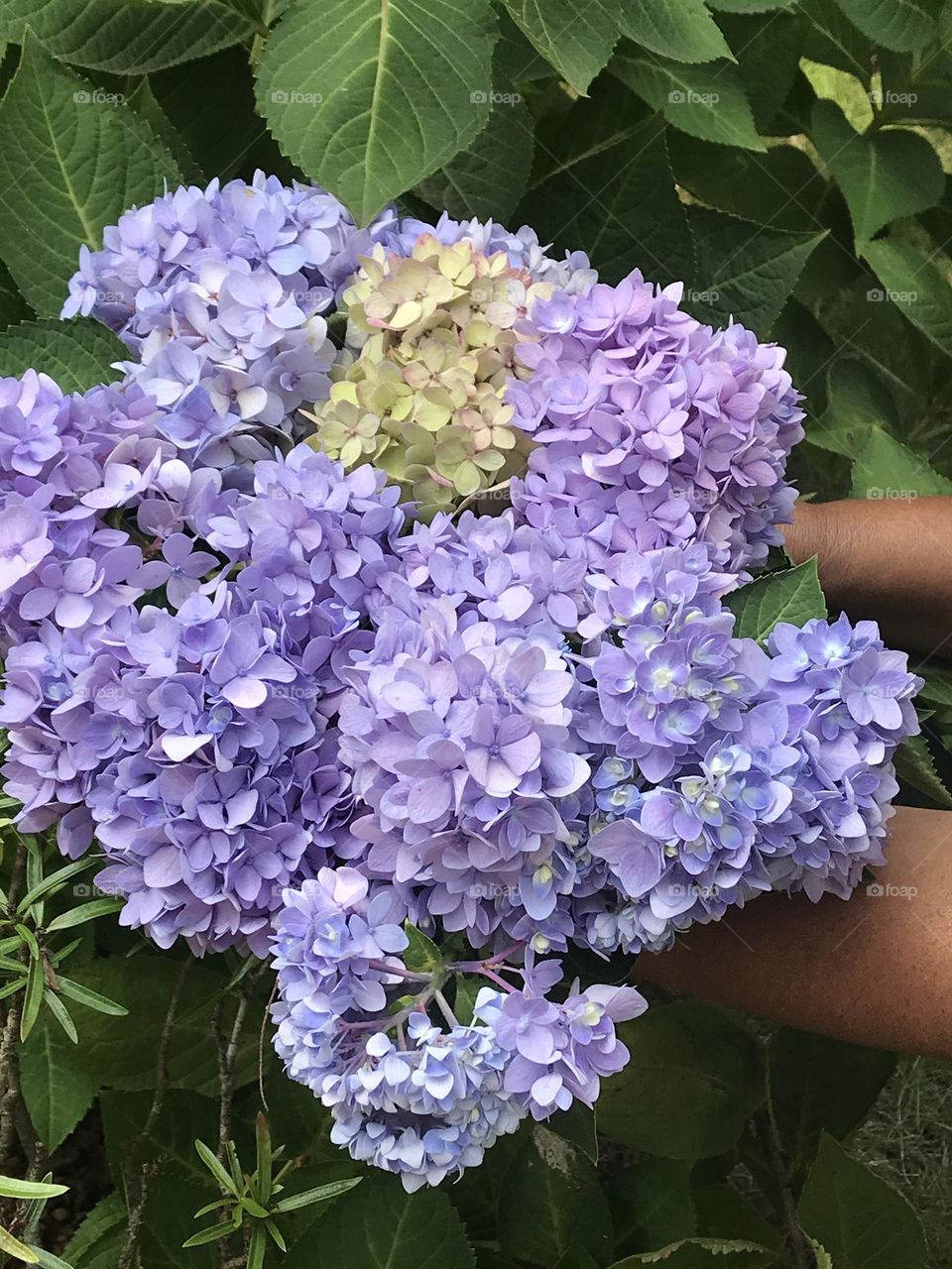Hydrangeas 