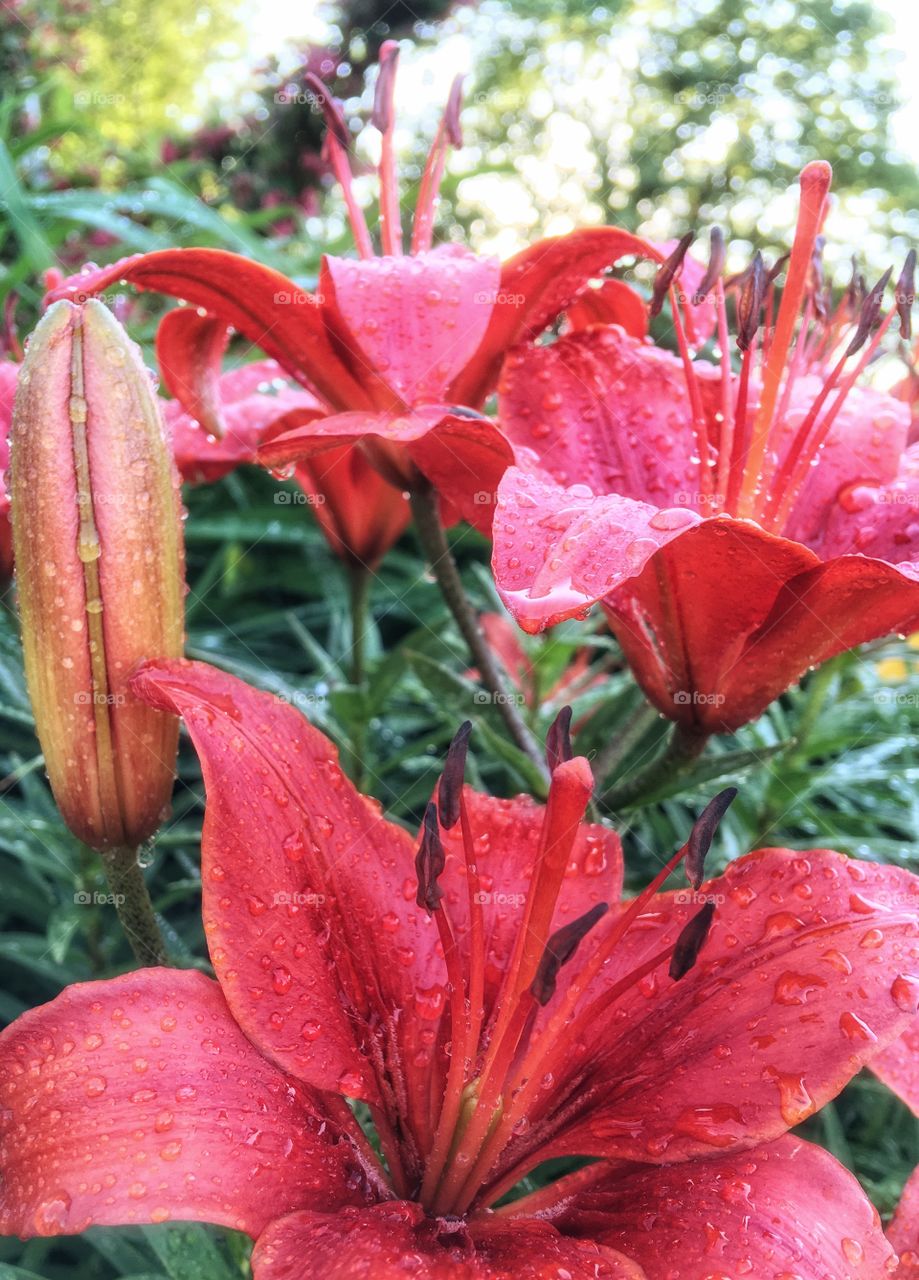Red Lillies