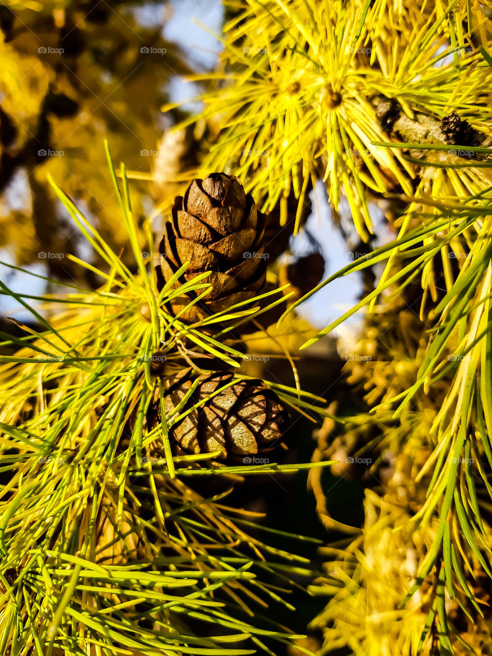 pine with cones in autumn