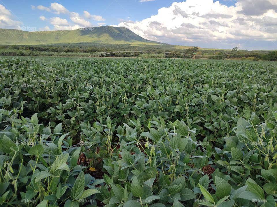 Soybean Field
