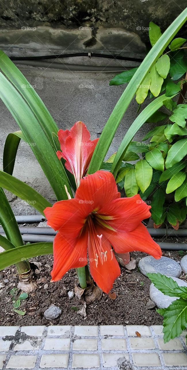 Dutch Amaryllis blooms