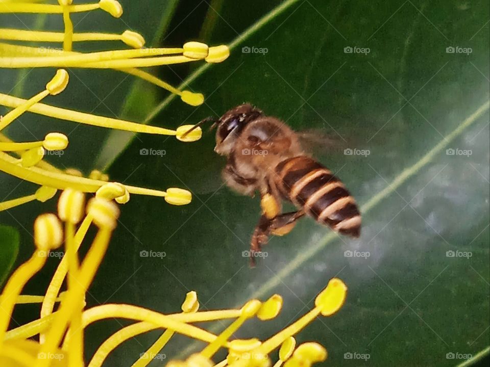 A flying bee.