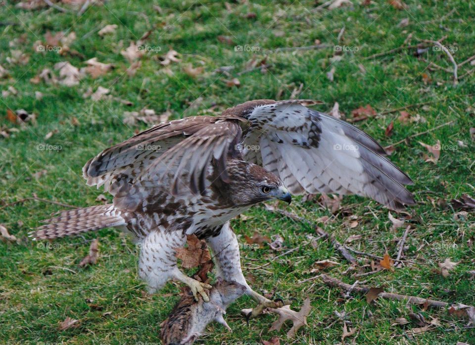 Hawk hunting dead animal on field