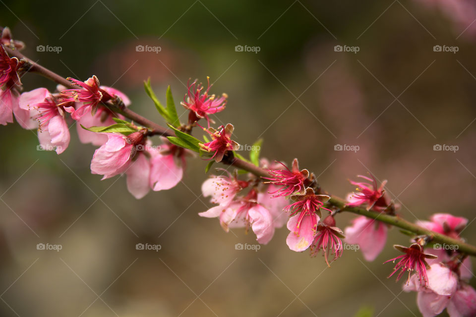 pink blossom