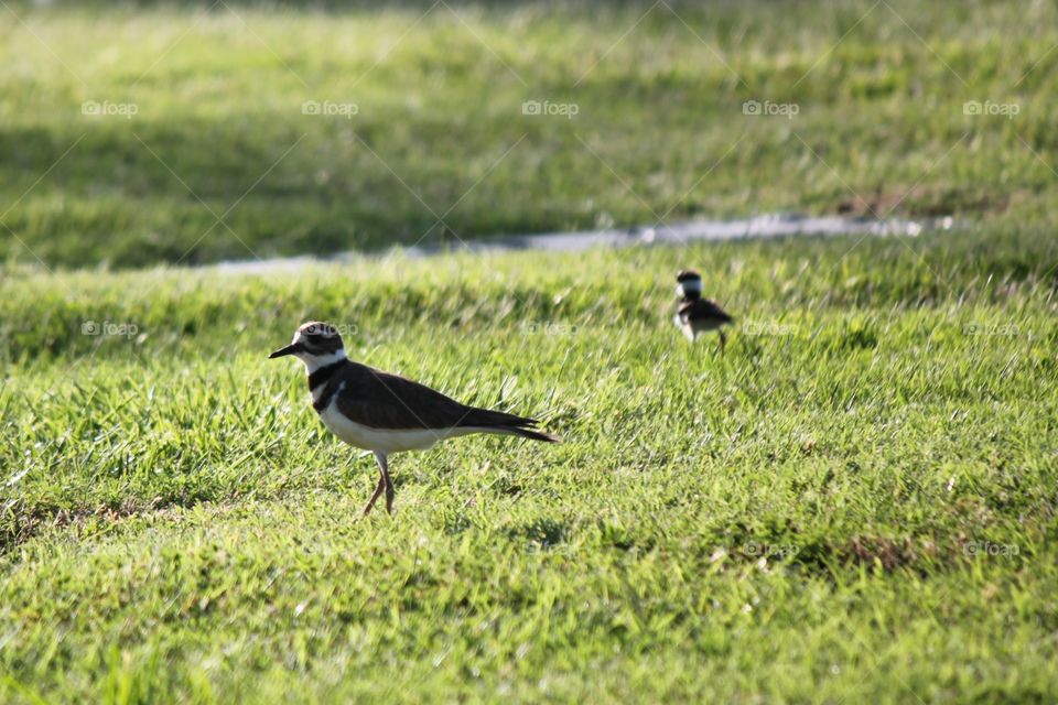 Killdeers on grass field