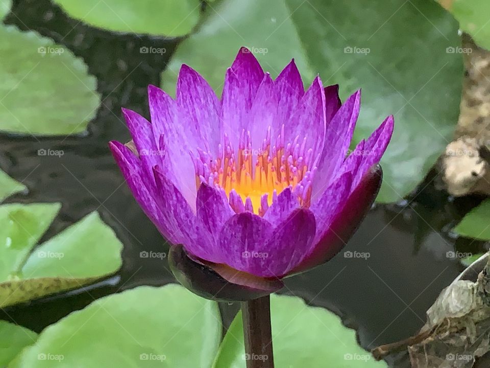 The signs of the nature , Countryside ( Thailand)