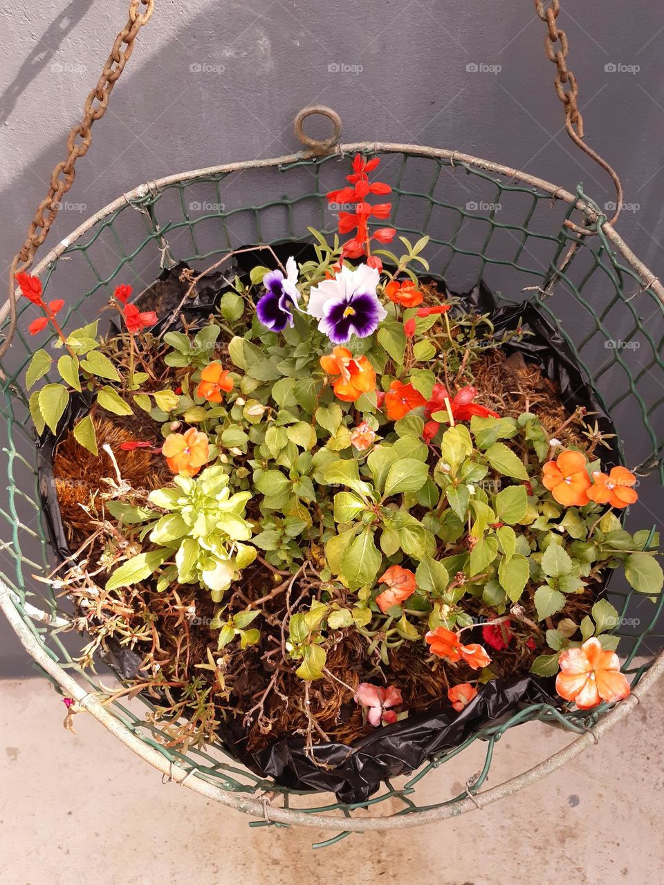 different plants in one😍