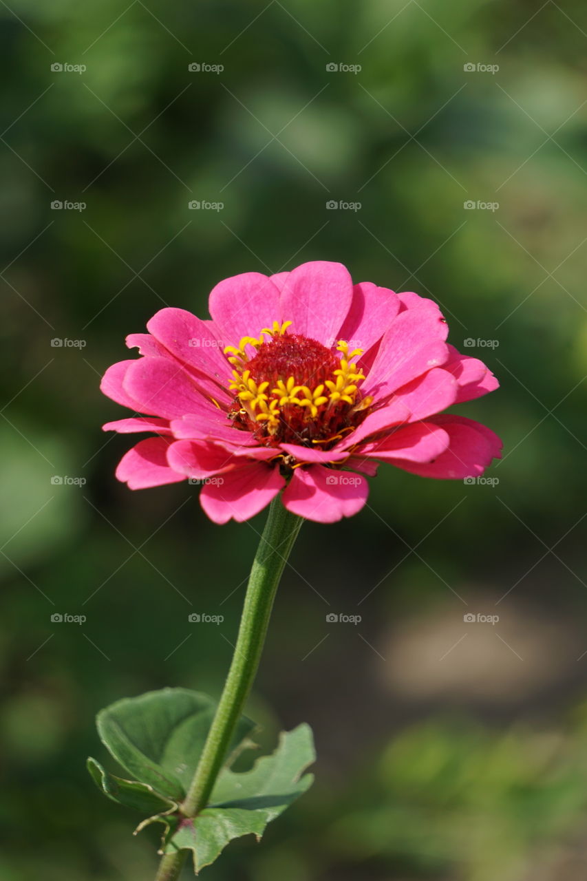A zesty, zany zinnia! 