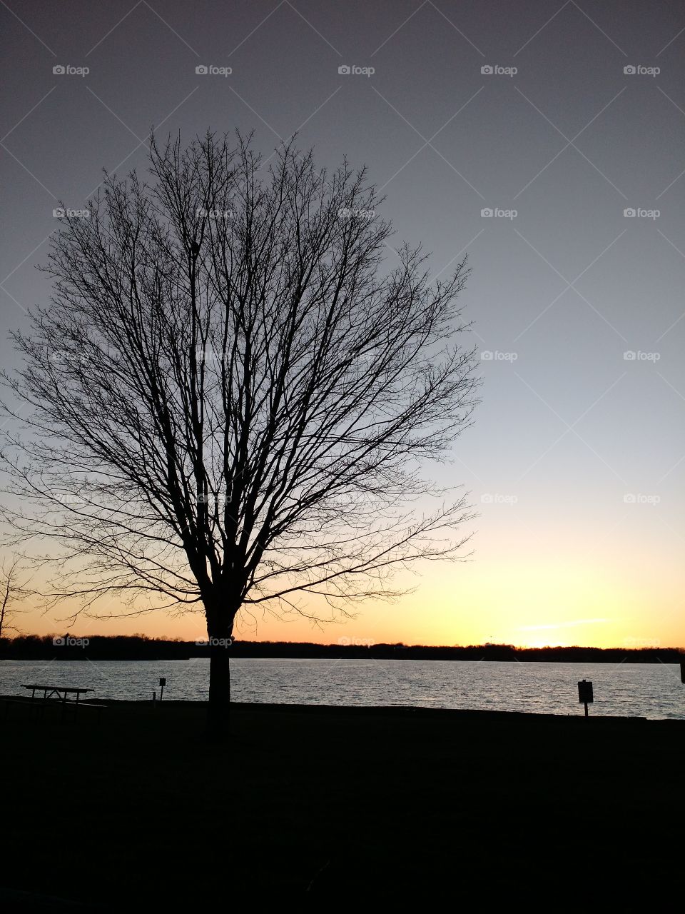 sunset tree lake
