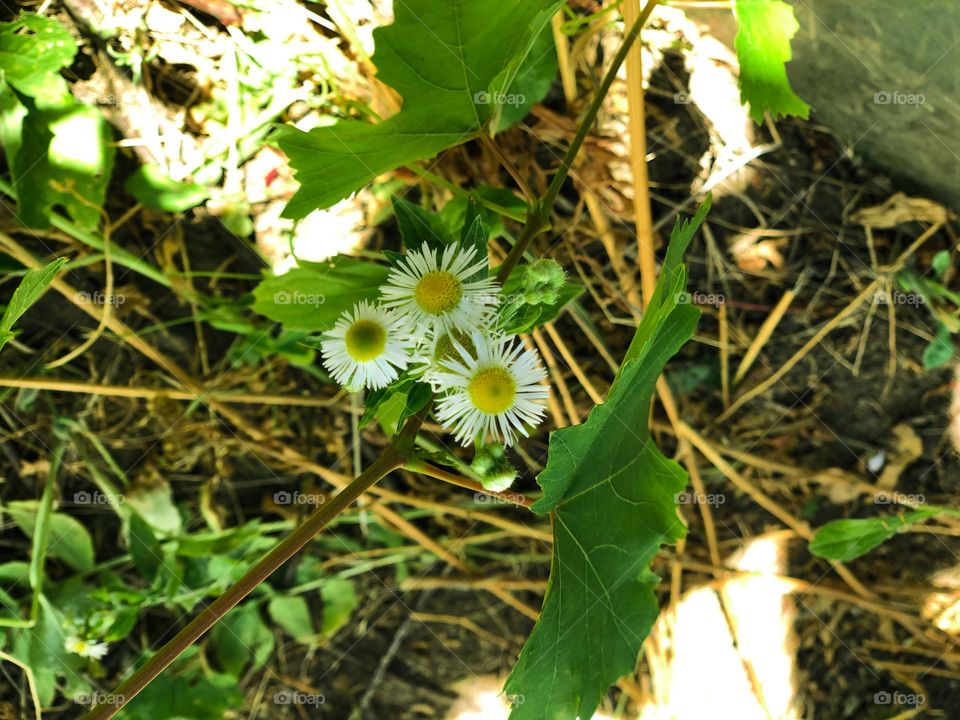 Daisies and grape leaves