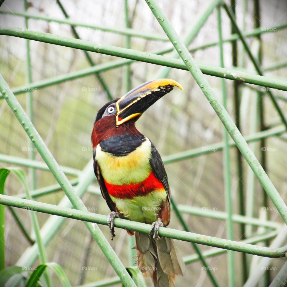 An Amazonian Toucan 