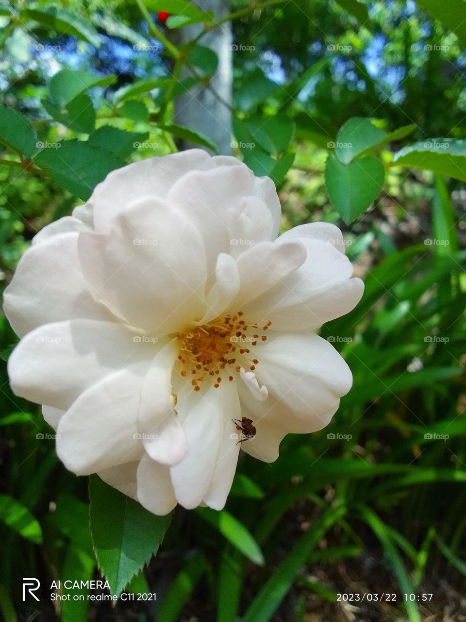 Rose flower sri lanka