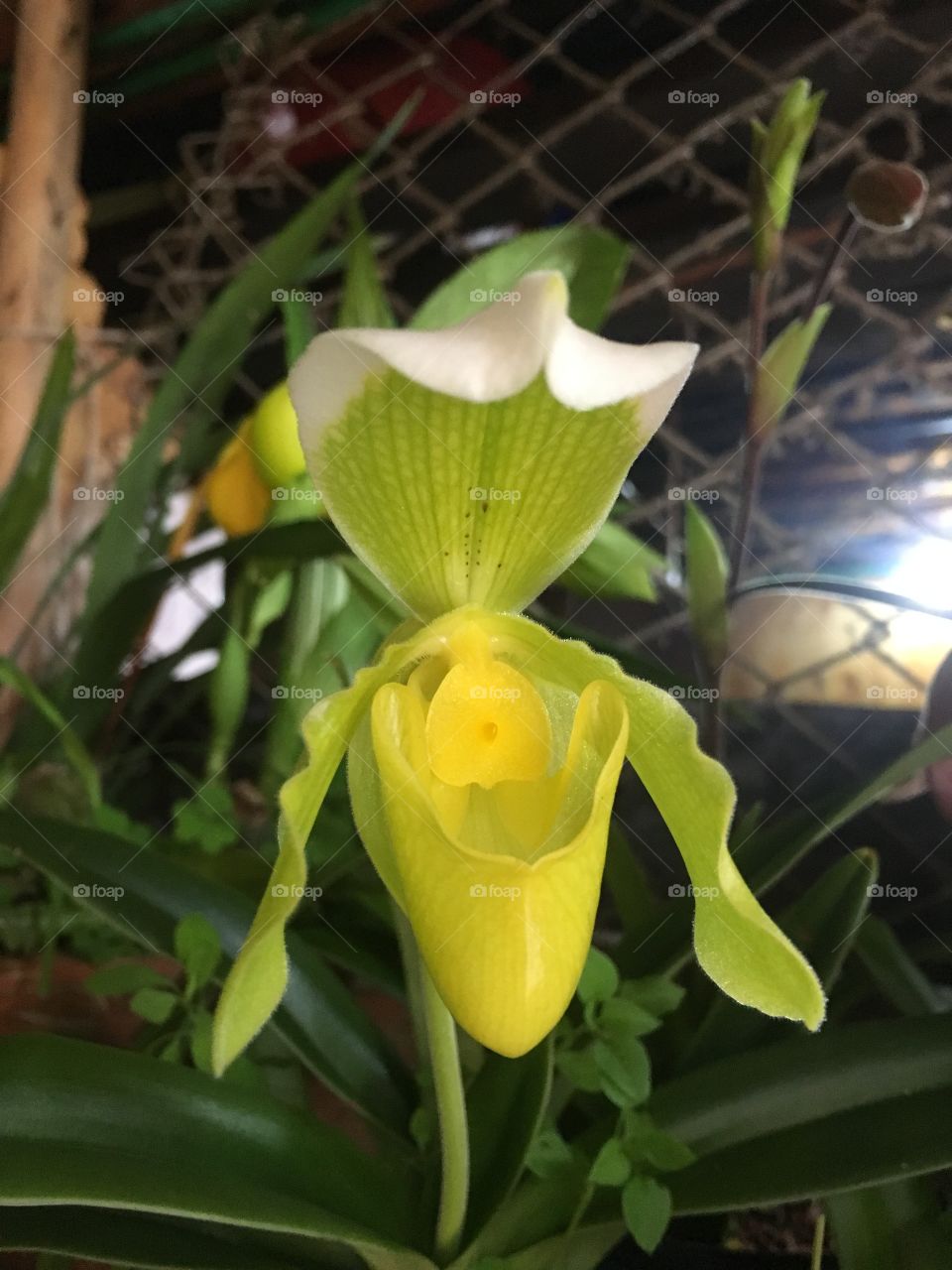 Orquídea paphiopedillum 