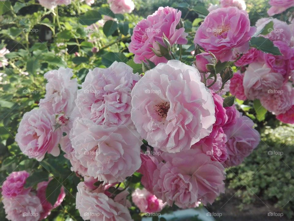 Beautyful Roses in garden