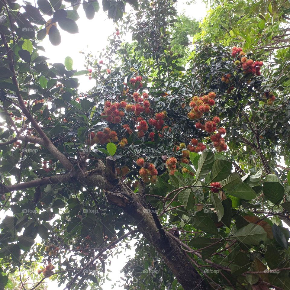 The rambutan tree bears a lot of fruit and is ready to be harvested