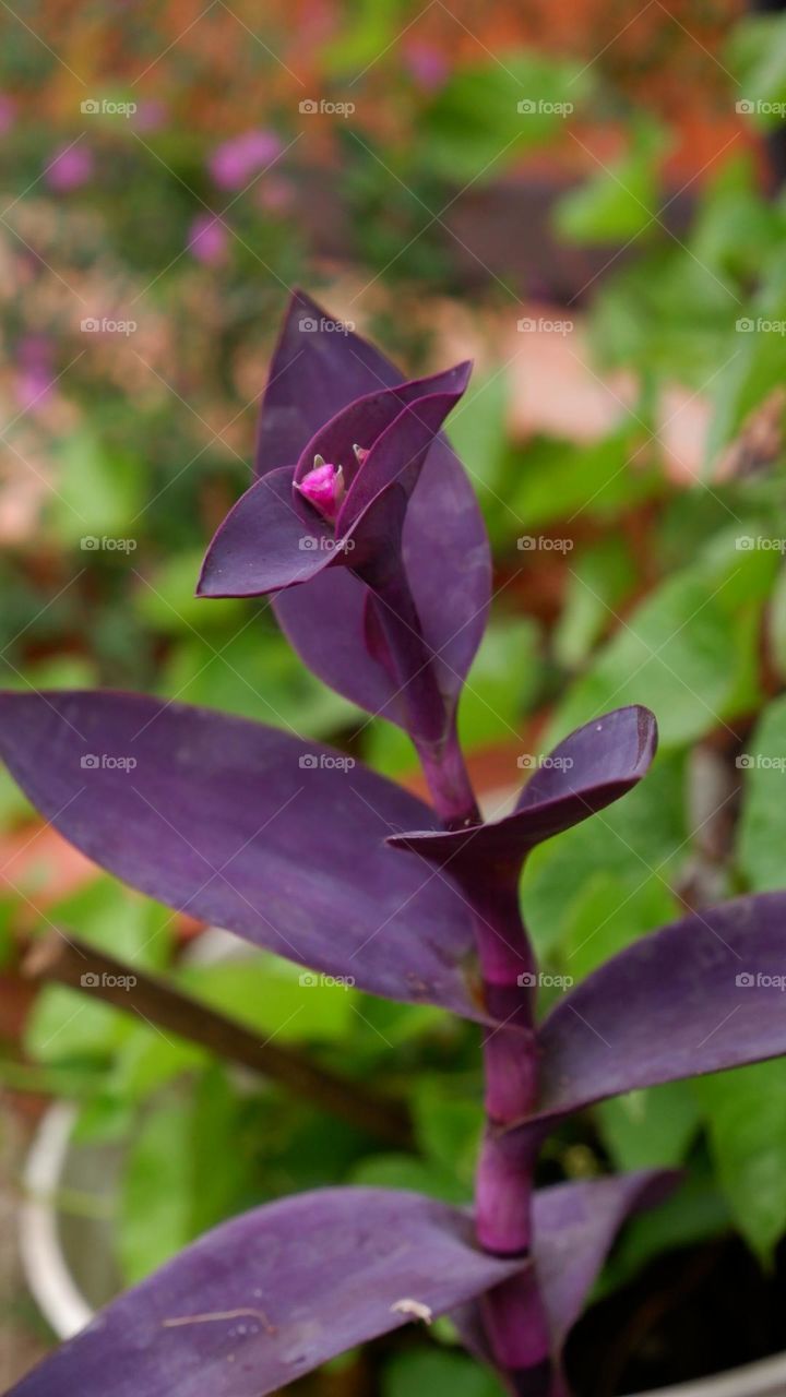 Tradescantia Pallida or better known as Adam Hawa or also called Purple Heart, is a type of ornamental plant that is cheap, easy to care for and easy to reproduce