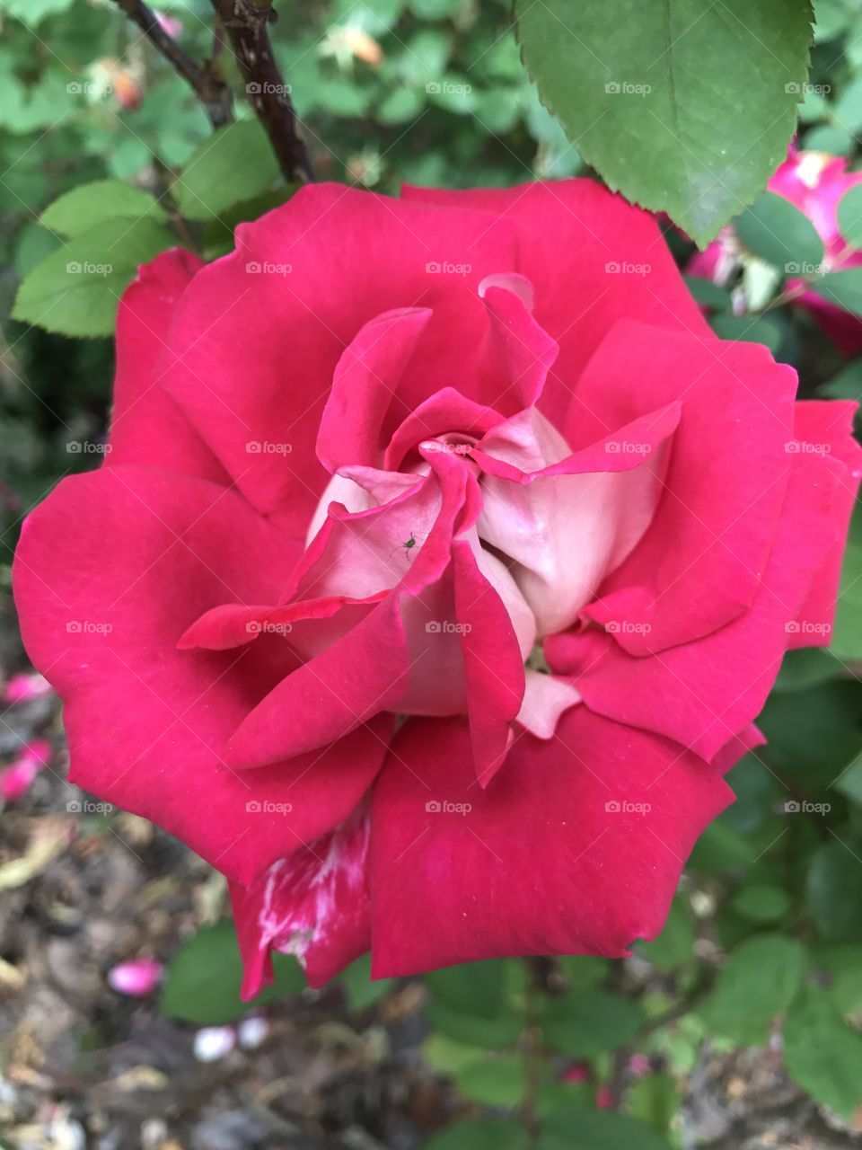 Pink rose with white center
