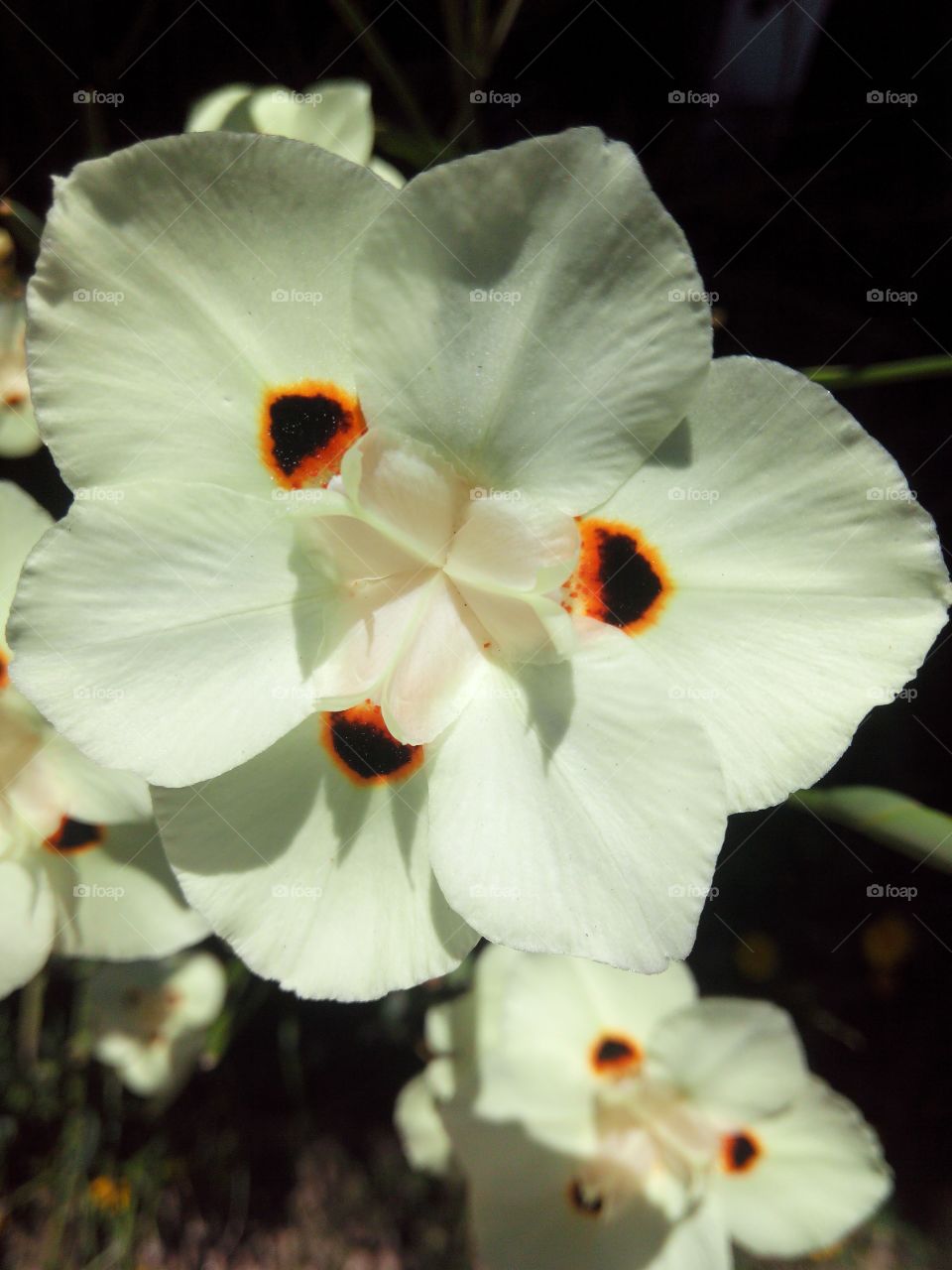 white flower close-up