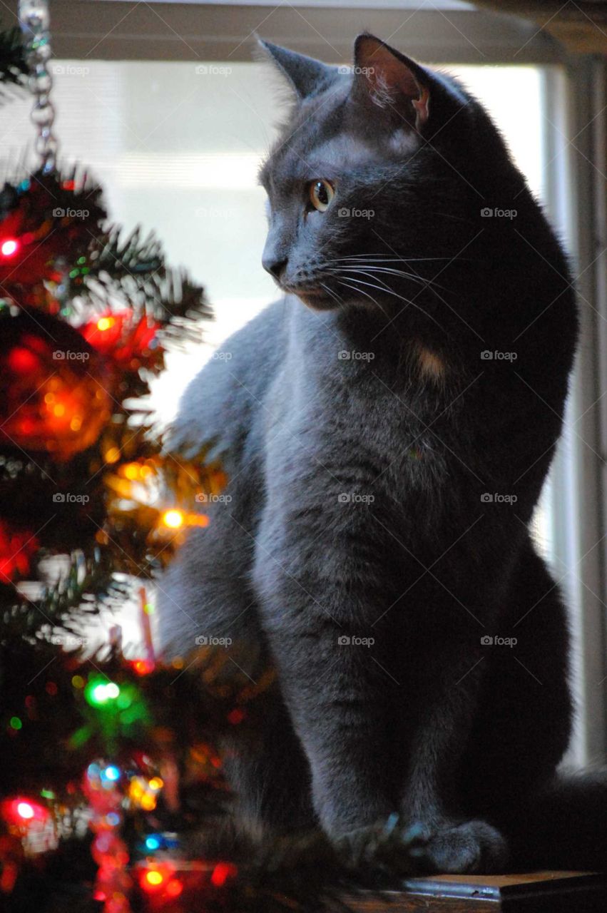 dark gray cat sitting in front of window and staring at the lights on the Christmas tree next to him