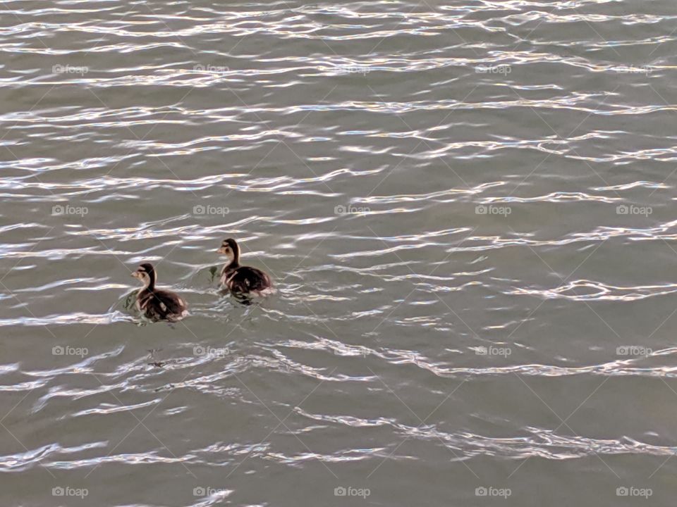 A Lake in Utah Baby Ducks ©️ Copyright CM Photography