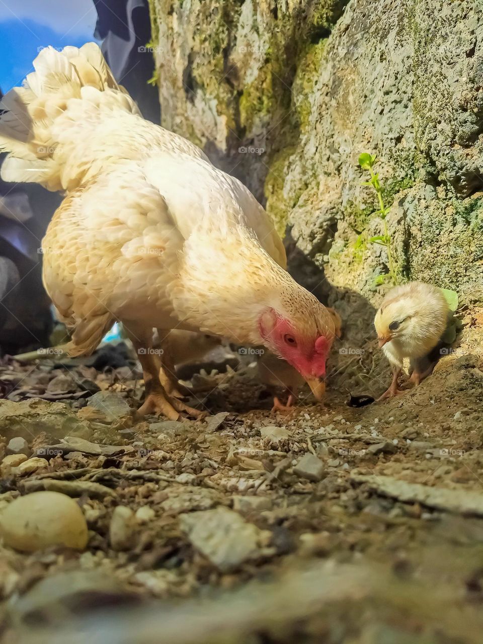 Mother hen and chicks.