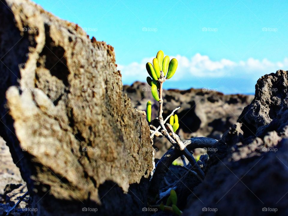 Little green. Little green