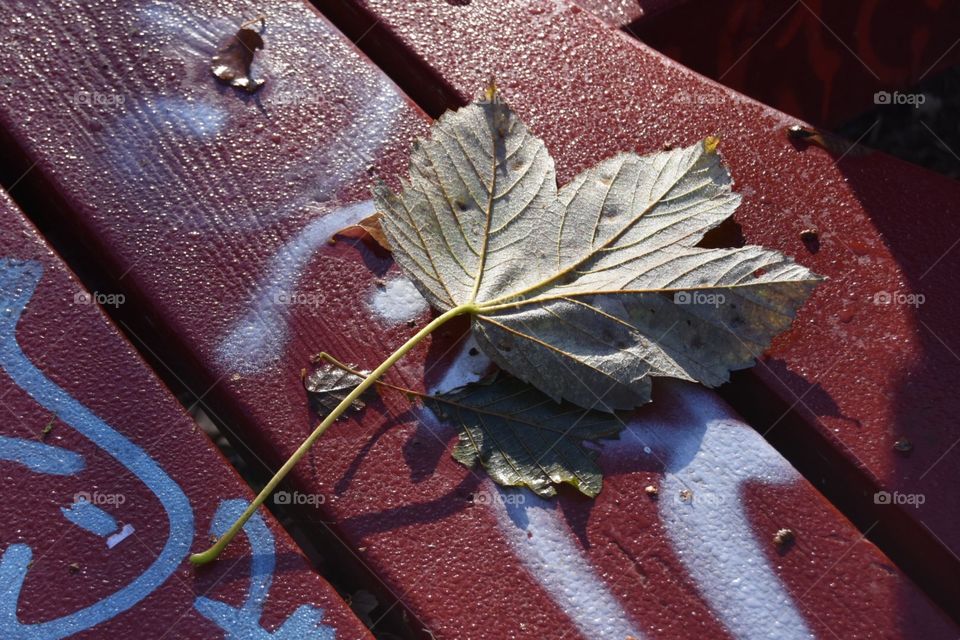 Leaf, No Person, Nature, Fall, Desktop
