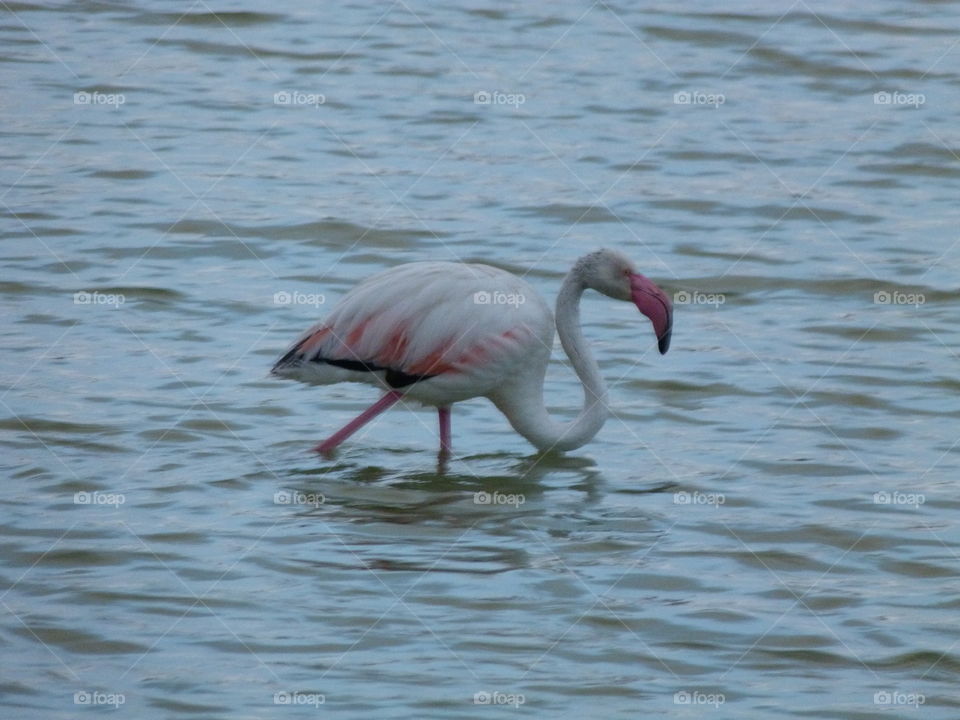 this is my first photo to a flamingo...😊