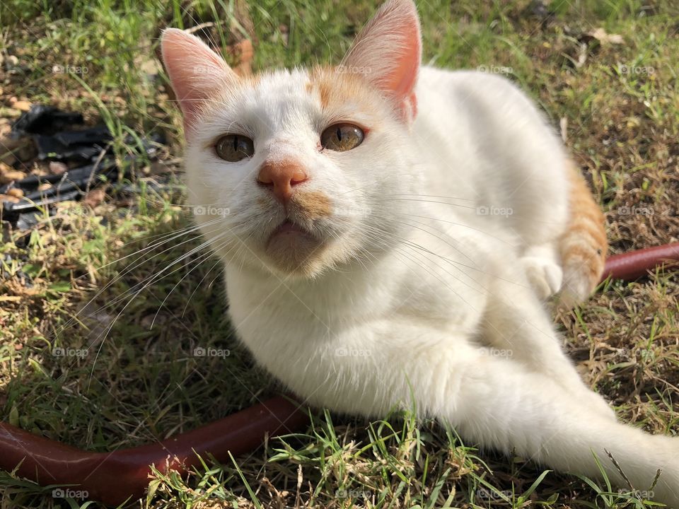 Cat looking up