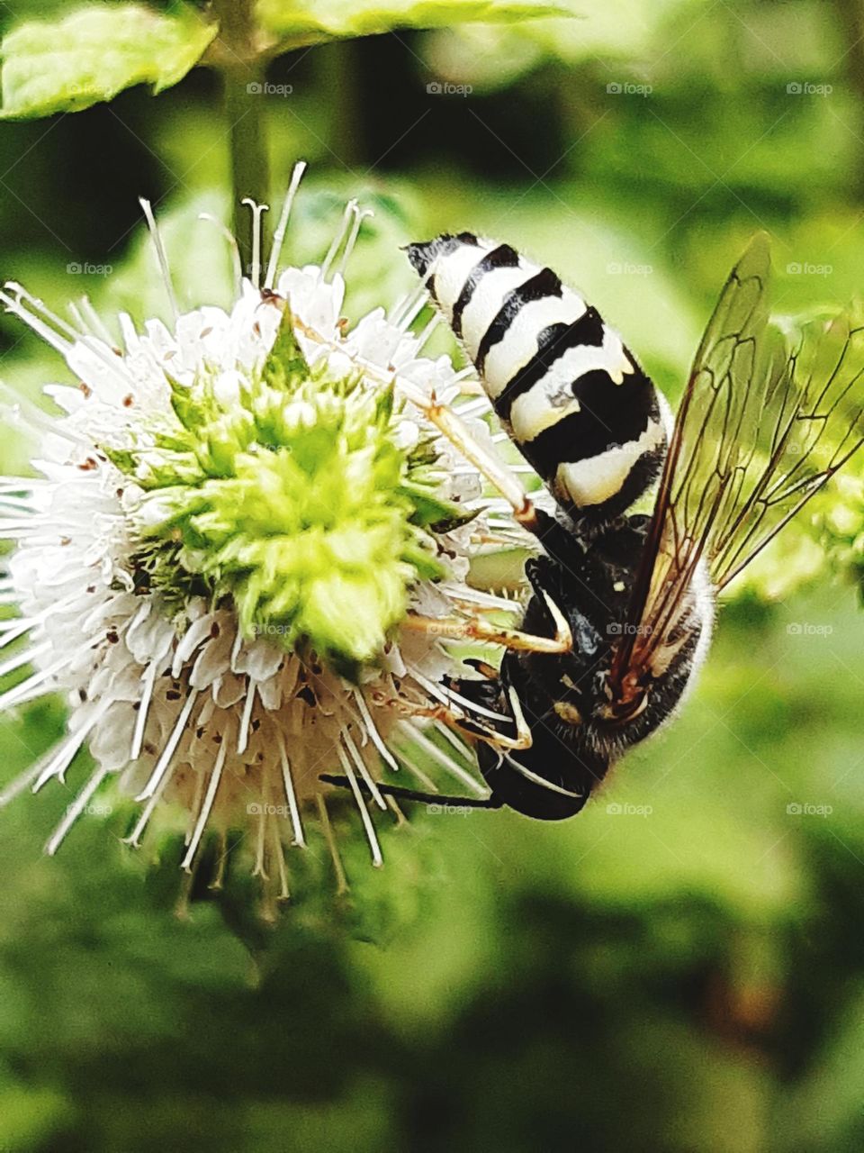 The bee feeds on the nectar of wild mint flowers, hovering around the small blooms with its transparent wings, enjoying the aromatic scent of mint.
22mars2024