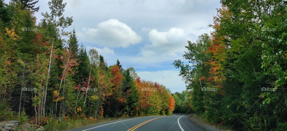 Road in autumn.