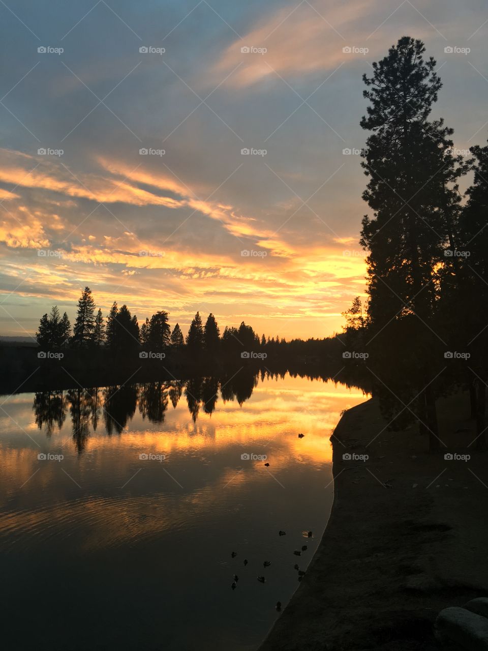 Reflection of silhouette trees in spokane river during sunset