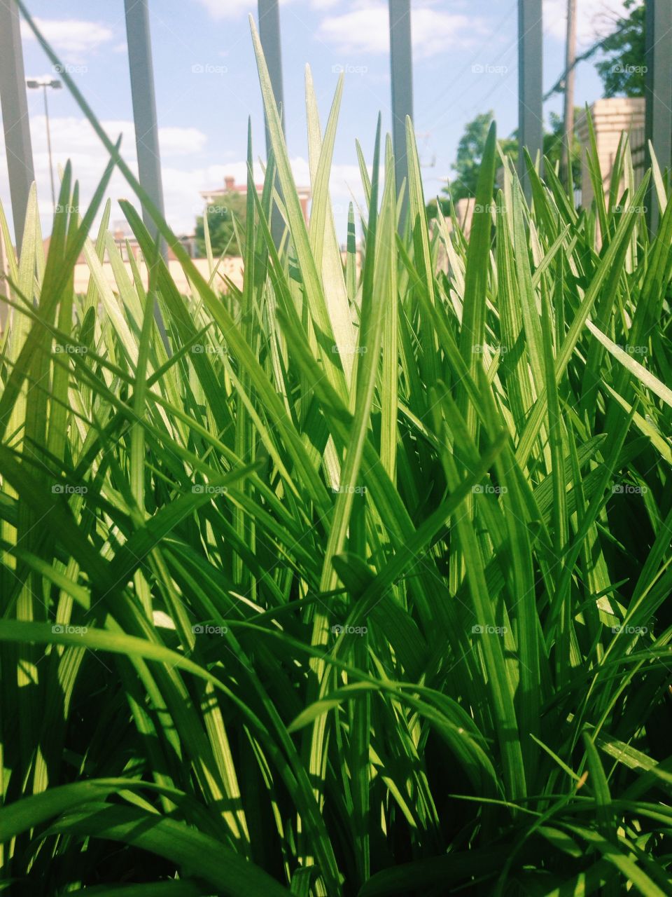 Grass