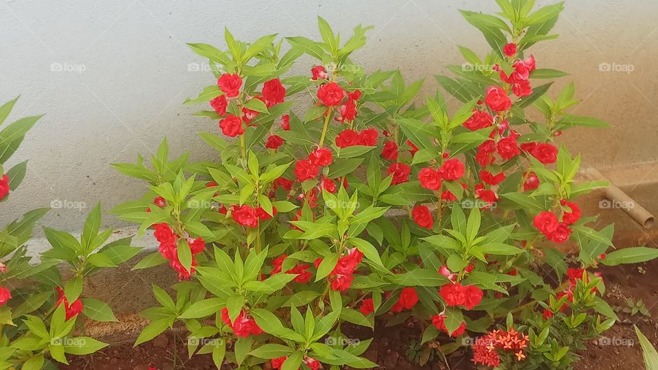 This flowers is very very nice click