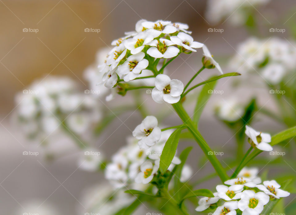 Arabis.  White garden perennial flower with a crown of small flowers, close-up, on a juicy green blurry background.  Square format, macro shot