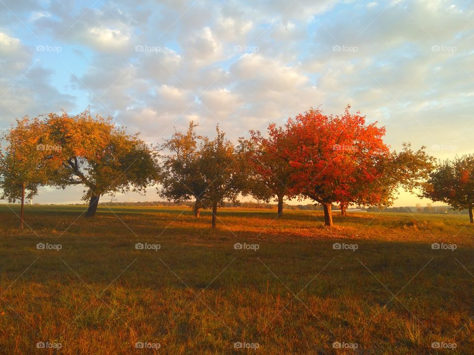 trees around us