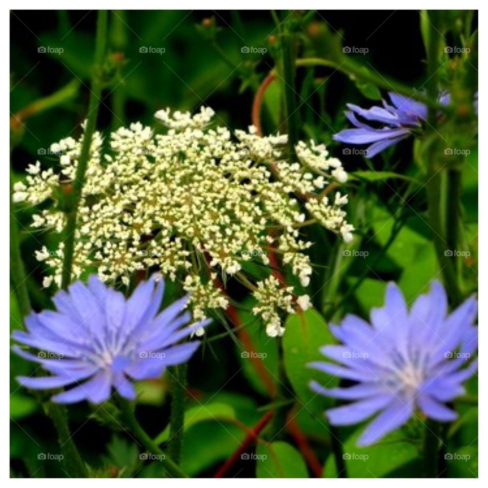 Queen Ann's Lace