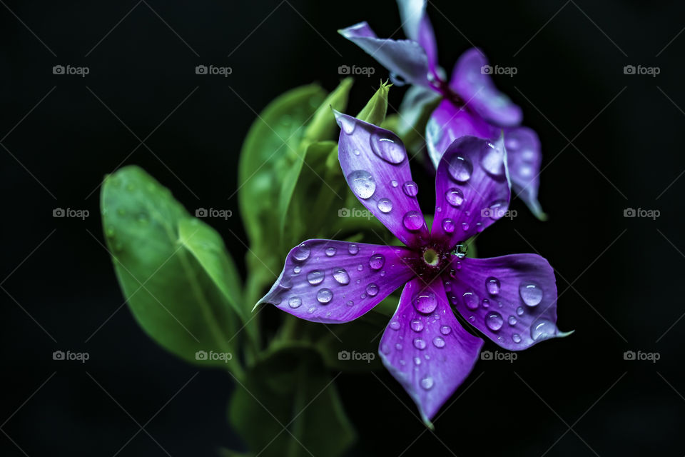 Madagascar Periwinkle