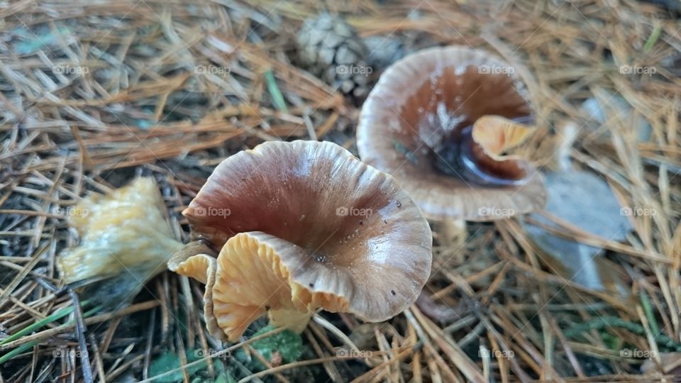 Beautifully curved mushroom caps